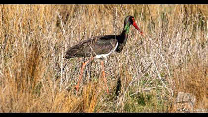 Black Stork