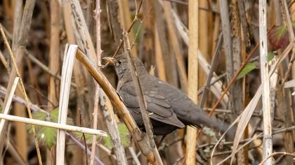 Common Blackbird