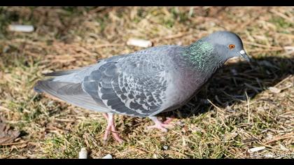 Rock Dove