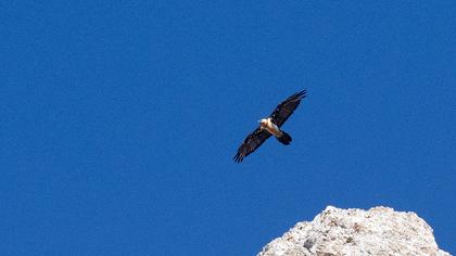 Bearded Vulture