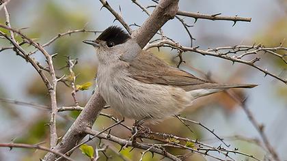 Eurasian Blackcap