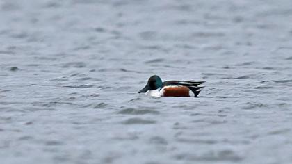 Northern Shoveler