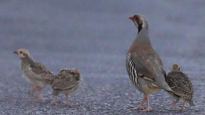 Chukar Partridge