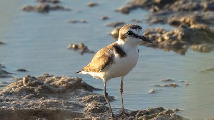 Kentish Plover