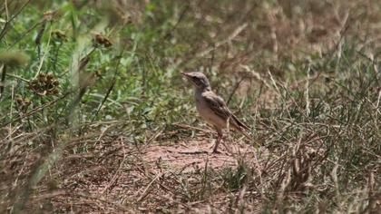 Tawny Pipit