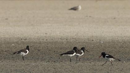 Eurasian Oystercatcher