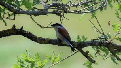 Red-backed Shrike