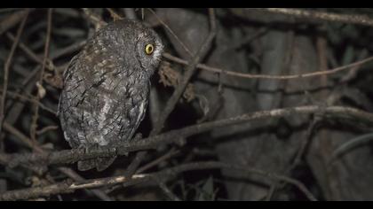 Eurasian Scops Owl