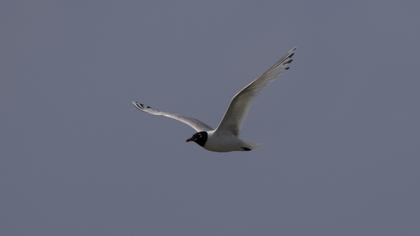 Mediterranean Gull