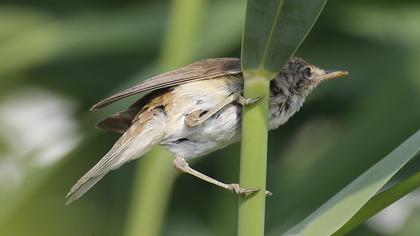 Eurasian Reed Warbler