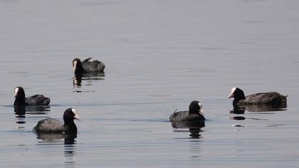 Eurasian Coot
