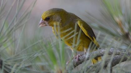 European Greenfinch