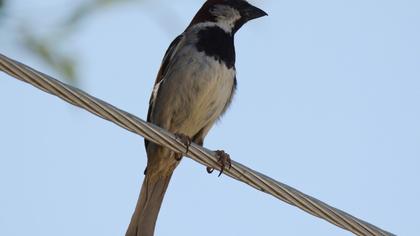 House Sparrow