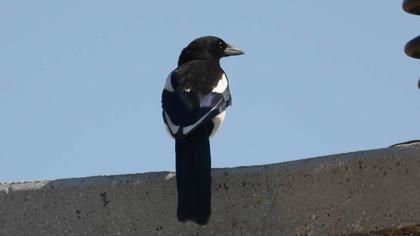 Eurasian Magpie