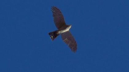 Eurasian Sparrowhawk