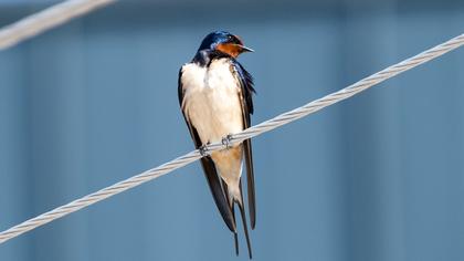 Barn Swallow