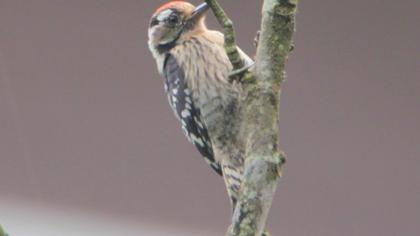 Lesser Spotted Woodpecker