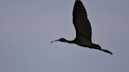 Glossy Ibis