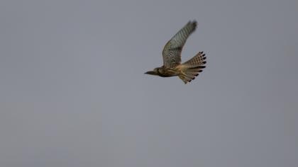 Common Kestrel