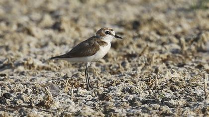 Kentish Plover