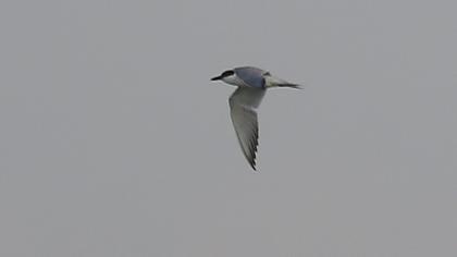 Gull-billed Tern