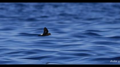 European Storm Petrel