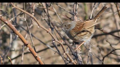 Dunnock