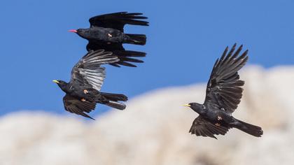 Alpine Chough