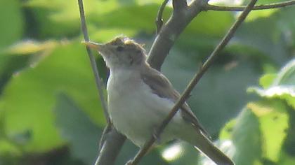 Eastern Olivaceous Warbler