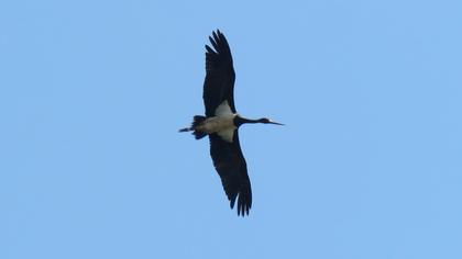 Black Stork