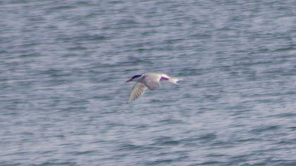 Common Tern