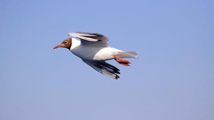 Black-headed Gull