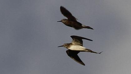 Wood Sandpiper