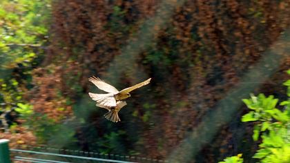 Eurasian Sparrowhawk