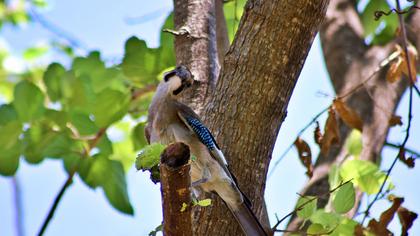 Eurasian Jay