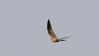 Eurasian Hobby