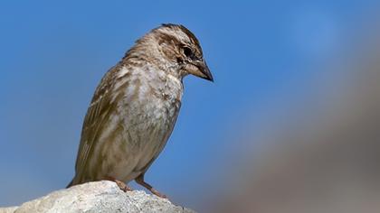 Rock Sparrow
