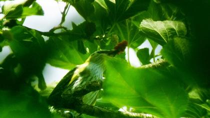 Eurasian Golden Oriole