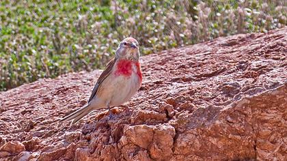 Common Linnet
