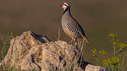 Chukar Partridge