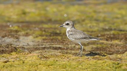 Kentish Plover