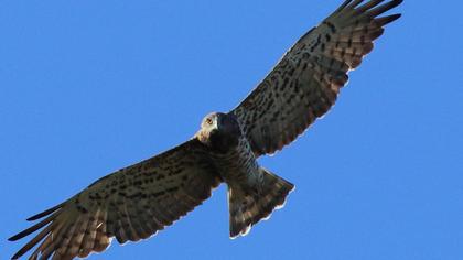 Short-toed Snake Eagle