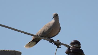 Eurasian Collared Dove