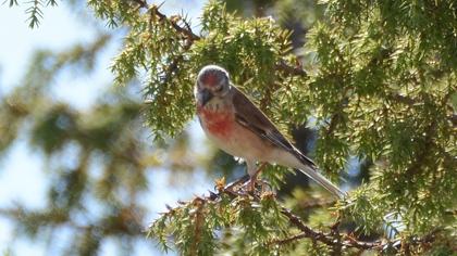 Common Linnet