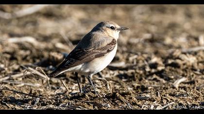 Northern Wheatear