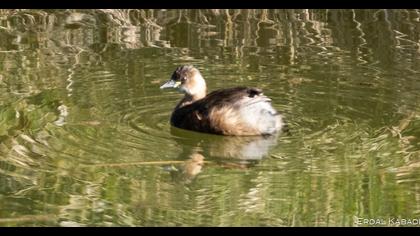 Little Grebe
