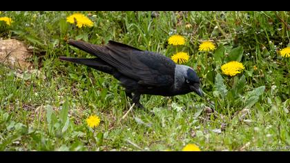 Western Jackdaw