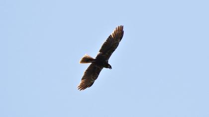 Western Marsh Harrier