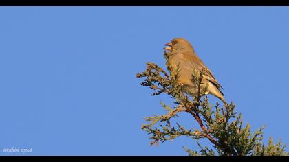 European Greenfinch