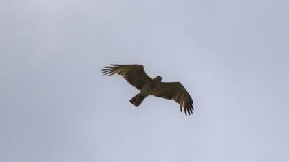 Short-toed Snake Eagle